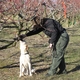 Tig earns a reward for spotting BMSB in the orchard