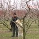 Tig sniffs out BMSB in high orchard hiding spots