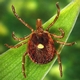 Community-Engaged Science Helps Shed Light on Tick Distribution in New York State