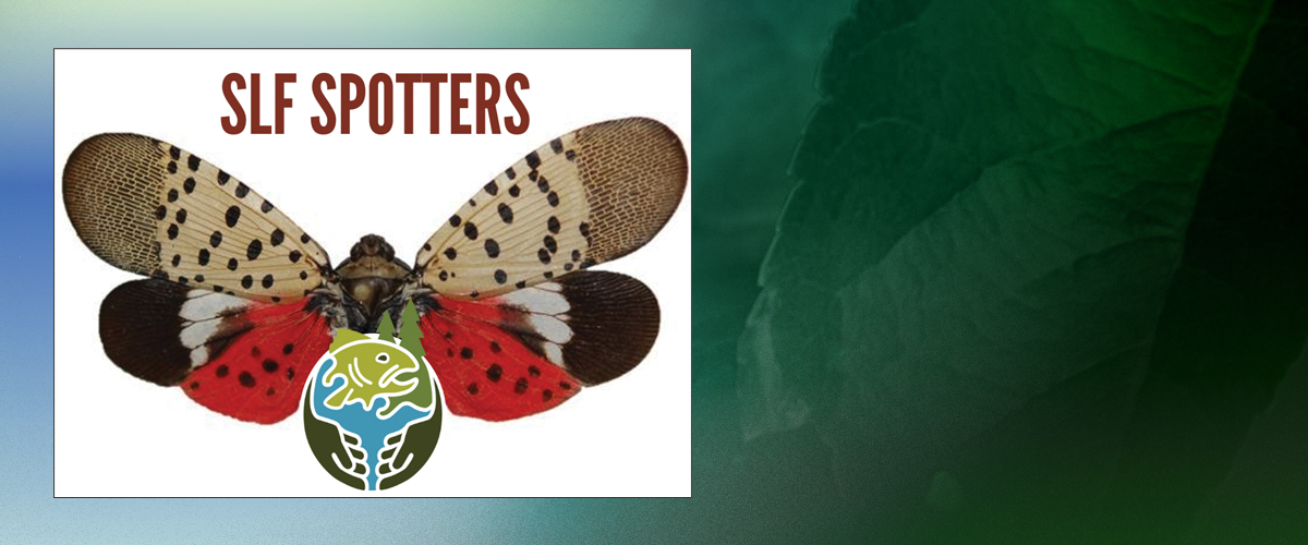 Program Conducts Measurable Outreach against Spotted Lanternfly