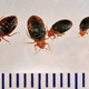 Bed Bug Prevention and Control for Health Workers