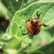 Incorporating Insect Fear in Integrated Pest Management