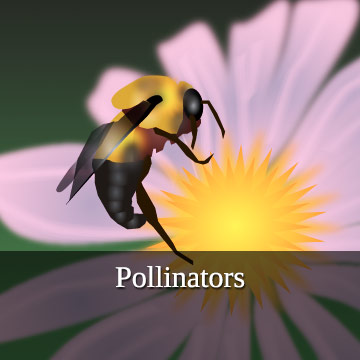 Pollinators