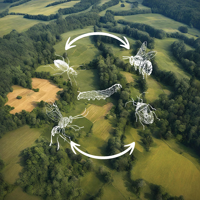 Herbivores, pollinators, and natural enemies move across land covers, changing local dynamics.