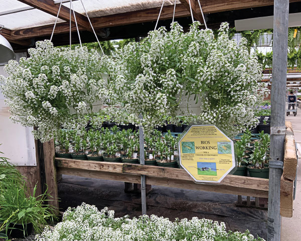These pots contain alyssum and peppers that give food and shelter for the Orius predatory bug.