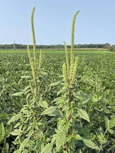 Palmer amaranth (Amaranthus palmeri S. Watson)