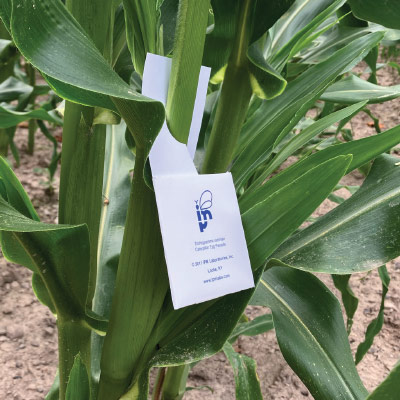 Trichogramma ostriniae packet attached directly to a corn plant