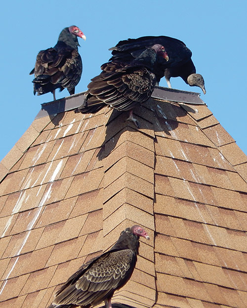 Comparing the feathers of turkey and black vultures while overlooking a Florida beach.