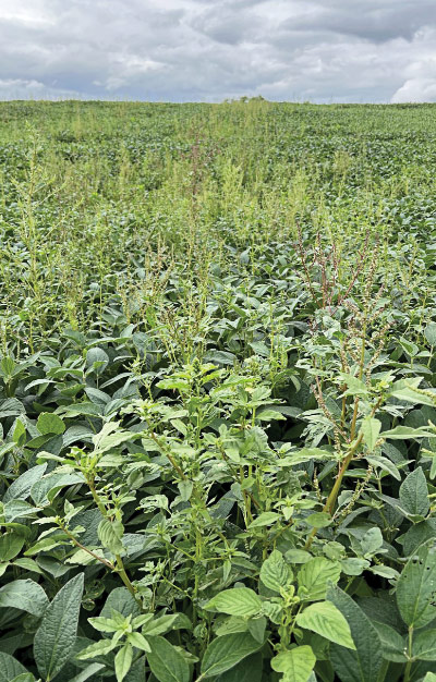 Waterhemp [Amaranthus tuberculatus (Moq.) Sauer]