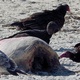 Turkey Vultures: An Asset to an IPM Approach and "Nature's Roadkill Clean-Up Crew"
