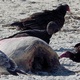 Turkey Vultures: An Asset to an IPM Approach and "Nature's Roadkill Cleanup Crew"