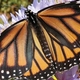 What You Can Do to Befriend Monarch Butterflies and Other Pollinators