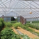 All About Pests in High Tunnels for the Beginning Farmer