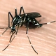 Mosquito Study Breeds Better Ways to Fight the Bite