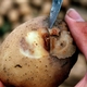 Saving One Potato, Two Potatoes – and More from Late Blight