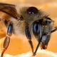 Tool to Assess Bee Health Goes Viral