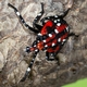 Spotted Lanternfly: a New and Unwelcome Invader