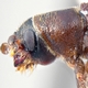 The Identity Problem of the Southern Pine Beetle