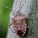 Identifying an Invasive: The Case of the Stink Bug