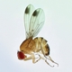 Invasive Update: Spotted Wing Drosophila