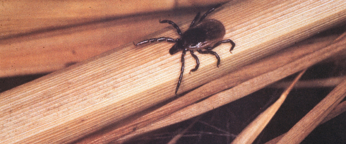 Center-Funded Tick Projects