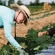 Working at the Intersection of IPM and Organic