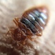 Encountering Bed Bugs while Traveling