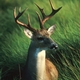 Preventing Deer from Becoming Pests