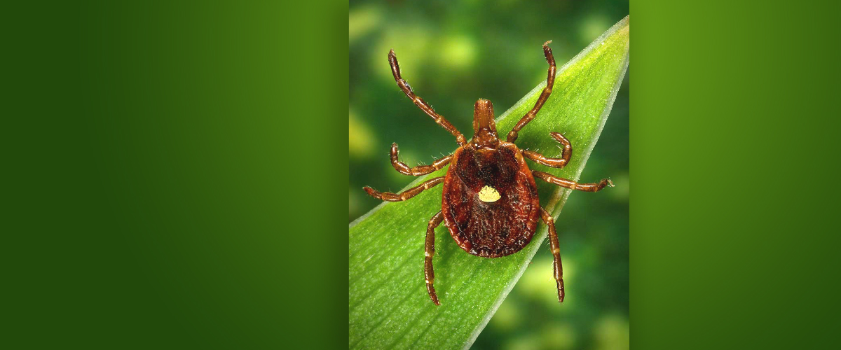 Community-Engaged Science Helps Shed Light on Tick Distribution in New York State