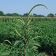 Eco Solutions Answer to Herbicide Resistance