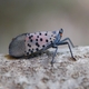 Upcoming Spotted Lanternfly Webinars