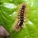 Browntail Moth Looms Again in Northeast