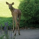 Deter Deer from Devouring Your Landscape