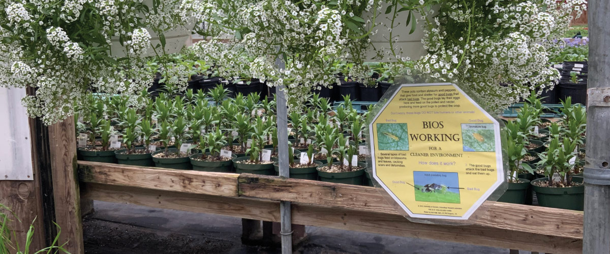 IPM Education at Vermont's Largest Greenhouse Facility