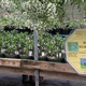 IPM Education at Vermont's Largest Greenhouse Facility