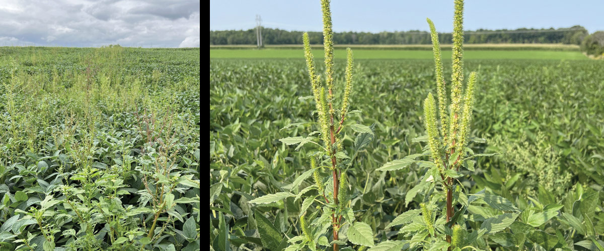Herbicide-Resistant Weeds in the Northeast: An Urgent Call for Integrated Weed Management