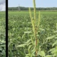 Herbicide-Resistant Weeds in the Northeast: An Urgent Call for Integrated Weed Management