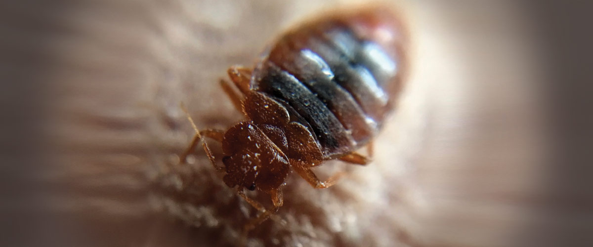 A Promising New Pesticide for Bed Bugs