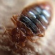 A Promising New Pesticide for Bed Bugs