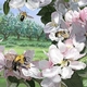 Wild Pollinators of Eastern Apple Orchards and How to Conserve Them